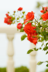 Obraz na płótnie Canvas Red rose flower