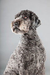 Grey labradoodle dog isolated on grey background. Anti allergy. 