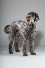 Grey labradoodle dog isolated on grey background. Anti allergy. 