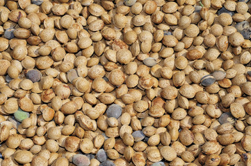 almonds in shell