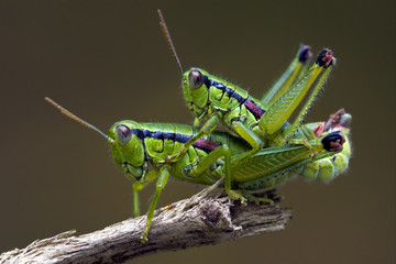 grasshopper having sex