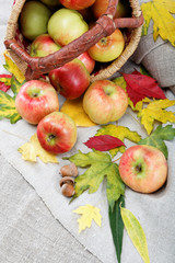 Autumn theme. Apples and walnuts on linen canvas.