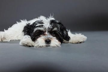 Cute black and white boomer dog isolated on grey background.