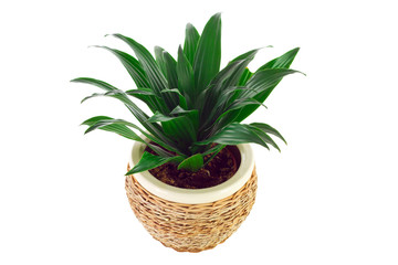 a the image of a flower in a pot of room Dracaena