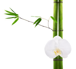 green bamboo branches and white orchid flower