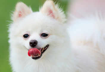 White Pomeranian dog