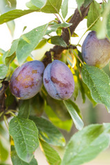 Ripe purple plum