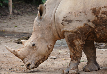 Fototapeta premium rhino