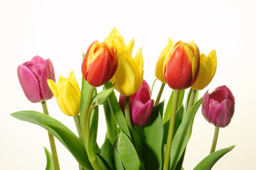 Obraz premium płatki tulipanów