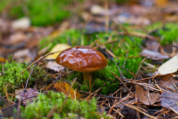 mushroom in the forest