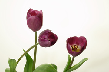 Naklejka premium trzy tulipany