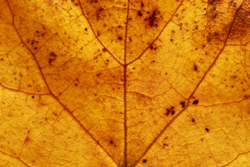 Autumn maple leaves Background isolated on white