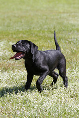 Labrador-Retriever-Welpe