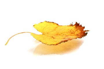 Naklejka premium Autumn maple leaves Background isolated on white