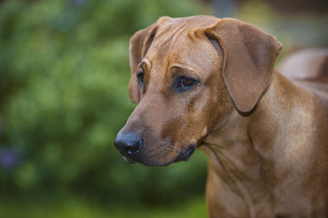 Beautiful young dog rhodesian ridgeback
