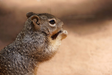 Cute brown squirrel eating nut