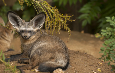 Bat-eared fox