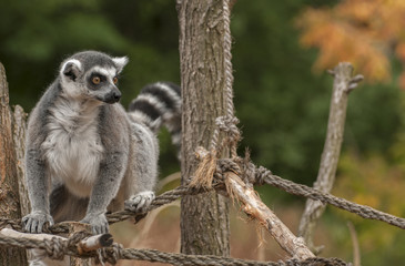 Ring-tailed lemur