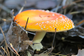 Amanita