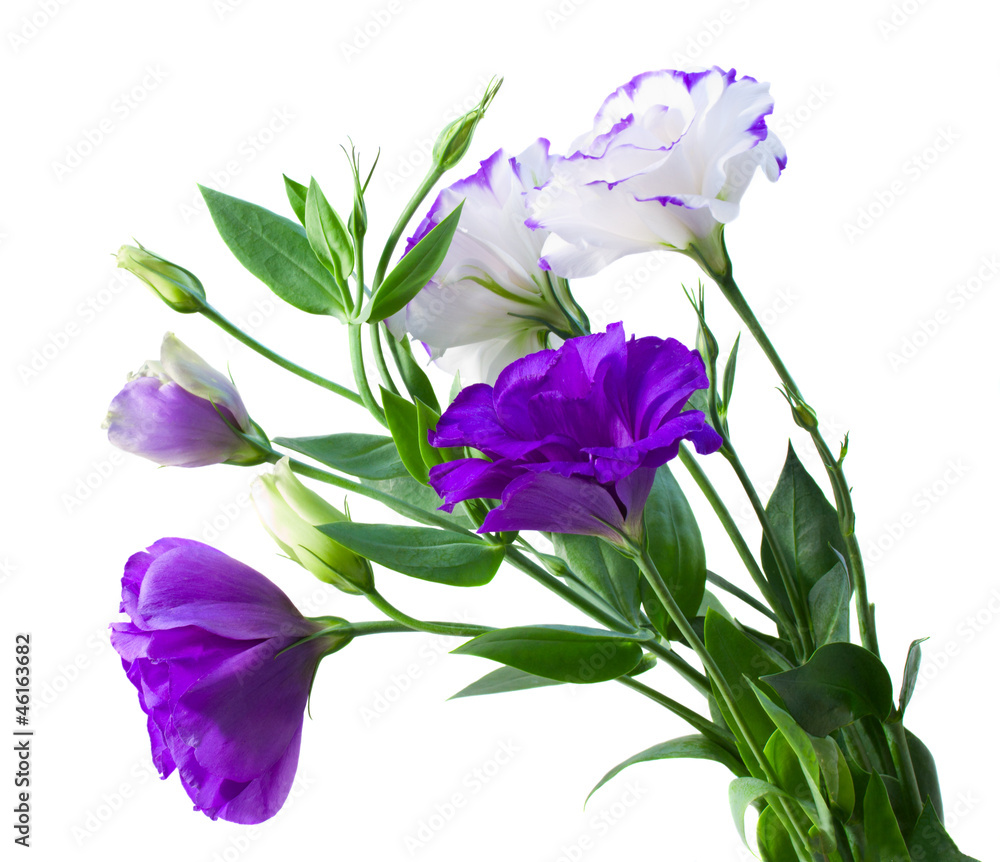 Poster bouquet of eustoma flowers