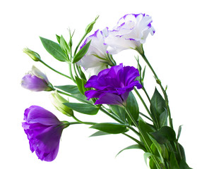 bouquet of eustoma flowers