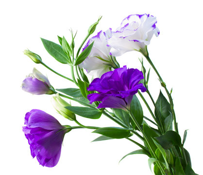bouquet of eustoma flowers