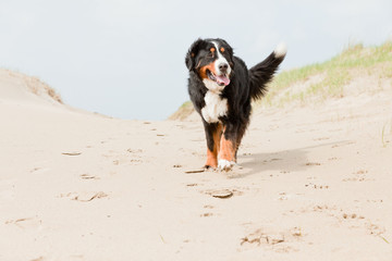 Happy playful berner sennen dog outdoors in dune landscape.