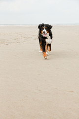 Happy playful berner sennen dog outdoors in dune landscape.