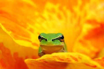 Little hyla tree frog on a yellow and orange flower