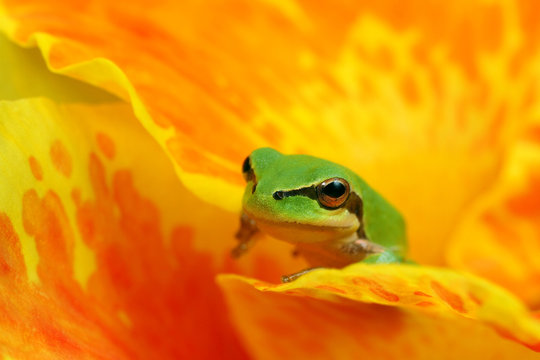 Hyla tree frog on a yellow  flower
