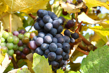 Rote Weinreben