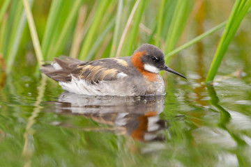 Odinshühnchen, Red necked phalarope, Phalaropus lobatus