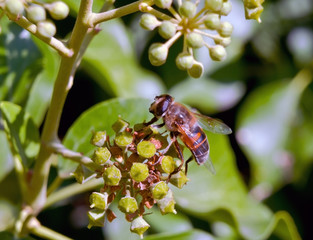 bee on a branch