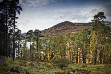 Scots Pines by Loch Trool