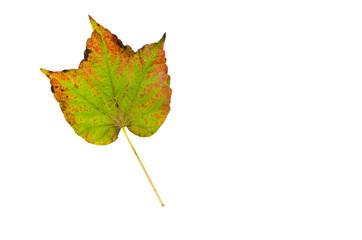 a red and green leaf