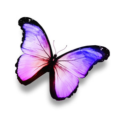 Blue, violet ,white butterfly, isolated on white