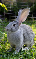 Obraz premium Rabbit