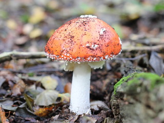 Fliegenpilz im Reinhardswald