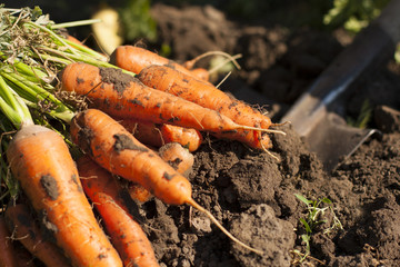 dug carrots