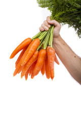 carrots in hand