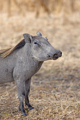 Wild warthog
