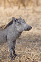 Fototapeta premium Wild warthog