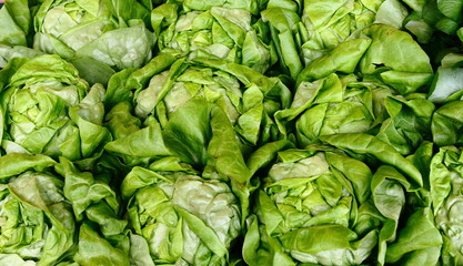 Fresh Buttery Lettuce