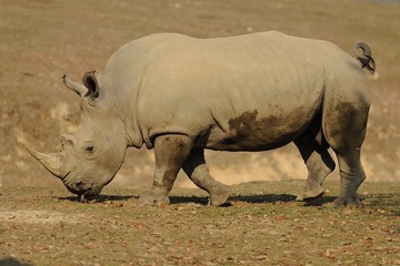 Fototapeta premium Rinoveronte bianco