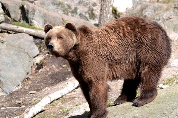 Big Brown Bear