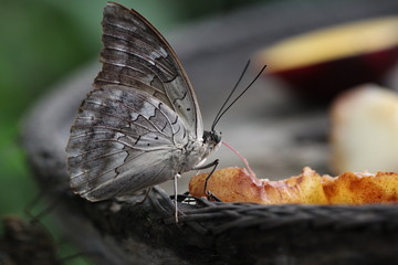 Macro image of grey butterfly in natural environment against with autumn colours 
