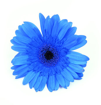 blue gerbera flower isolated on white background