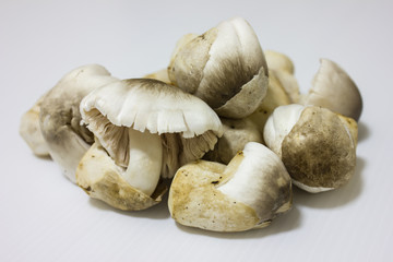 Mushroom healthy vegetable