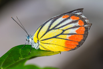 Close up of butterfly