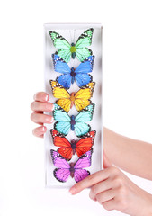 colored butterfly collection in hands isolated